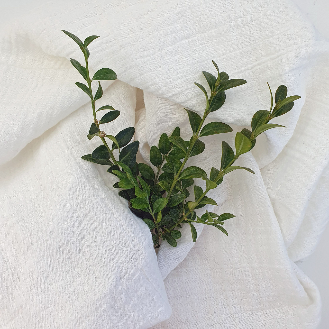 Crinkle swaddle white GOTS