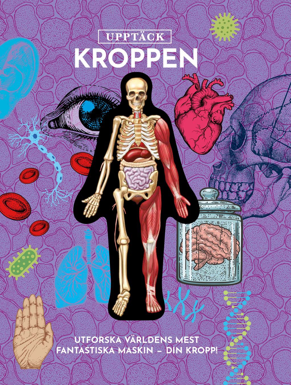 Upptäck kroppen